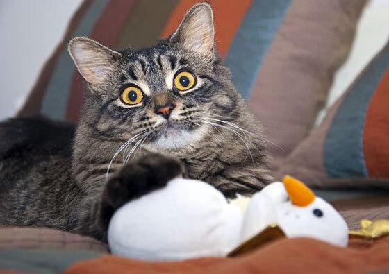 开云体育在线-米切尔化身季后赛死神！单骑接管轰垮活塞，步行者一波流终结悬念